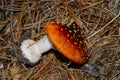 Fly agaric plucked from the ground.