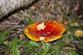 The Fly Agaric With Birch List On It Royalty Free Stock Photo
