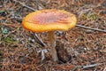 Fly agaric poisonous mushroom in autumn