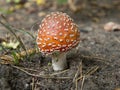 Fly agaric poisonous mushroom, beautiful bright hat with white dots.