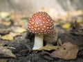 Fly agaric poisonous mushroom, beautiful bright hat with white dots.