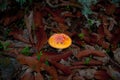 Fly agaric poisonous mushroom