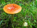 Fly agaric poisonous mushroom.