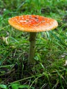 Fly agaric poisonous mushroom.