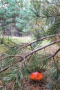 Fly agaric. Red fly agaric growing in a wild forest Royalty Free Stock Photo