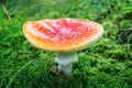 Fly Agaric