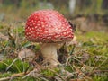 Fly agaric with a red hat growing in the woods. Poisonous mushroom Royalty Free Stock Photo