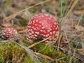 Fly agaric with a red hat growing in the woods. Poisonous mushroom Royalty Free Stock Photo