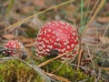 Fly agaric with a red hat growing in the woods. Poisonous mushroom Royalty Free Stock Photo