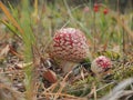 Fly agaric with a red hat growing in the woods. Poisonous mushroom Royalty Free Stock Photo