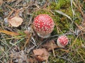 Fly agaric with a red hat growing in the woods. Poisonous mushroom Royalty Free Stock Photo