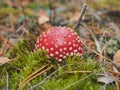 Fly agaric with a red hat growing in the woods. Poisonous mushroom Royalty Free Stock Photo