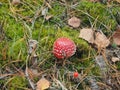 Fly agaric with a red hat growing in the woods. Poisonous mushroom Royalty Free Stock Photo