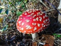 Fly agaric, red toadstool with white dots