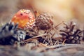 Fly agaric, red in white speck, and pine cones. Royalty Free Stock Photo