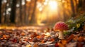 Fly agaric shot, professional nature shot. Beautiful mushroom in the wild. Autumn theme.