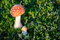 Fly agaric Royalty Free Stock Photo