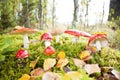 Fly agaric toadstool