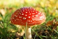 Fly Agaric Toadstool (Amanita muscaria).