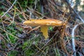 Fly Agaric toadstool - colorful poisonous wild mushroom