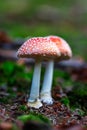 Fly agaric toadstool in forest