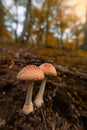 Fly agaric toadstool in forest