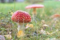 Fly Agaric toadstool poisonous mushroom. In red green and yellow colors in the forest.