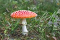 Fly Agaric toadstool poisonous mushroom. In red green and yellow colors in the forest Royalty Free Stock Photo