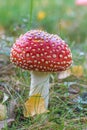 Fly Agaric toadstool poisonous mushroom. In red green and yellow colors in the forest