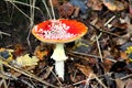 Fly agaric toadstool