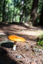 Fly agaric