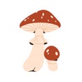 Fly agaric, toxic mushroom. Amanita muscaria, red spotted cap and stalk. Dangerous poisonous fungus. Big and small fungi