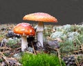 Fly agaric Royalty Free Stock Photo