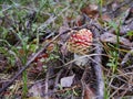 Fly agaric Royalty Free Stock Photo