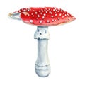 Fly agaric watercolor isolated on white background. Watercolor botanical illustration. Hand-drawn mushroom with red cap Royalty Free Stock Photo