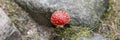 Fly agaric with white spots between the stones. Panorama Royalty Free Stock Photo