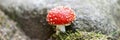 Fly agaric with white spots between the stones. Panorama Royalty Free Stock Photo