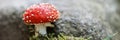 Fly agaric with white spots between the stones. Panorama Royalty Free Stock Photo