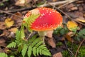 Fly agaric wild mushroom in fall nature in green fern and yellow leaves close up. Autumn colors background Royalty Free Stock Photo