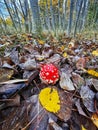 Fly Agaric (Amanita muscaria) mushroom among fallen autumn leaves