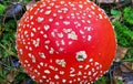 Fly agaricl mushroom close up