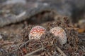 Fly agarics (Amanita muscaria).