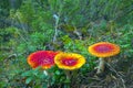 Fly agarics in forest. Royalty Free Stock Photo
