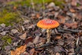 Fly agarics grow in the forest. Selective focus. Royalty Free Stock Photo