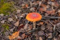 Fly agarics grow in the forest. Selective focus. Royalty Free Stock Photo