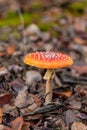 Fly agarics grow in the forest. Selective focus. Royalty Free Stock Photo