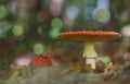 Fly-agarics, growings in the autumn forest