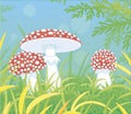 Fly agarics in thick grass on a forest glade