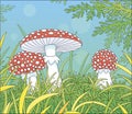 Fly agarics in thick grass on a forest glade