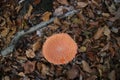 Fly alergic mushroom in red with white spots in the forest in Gelderland in the Nehterlands. Royalty Free Stock Photo